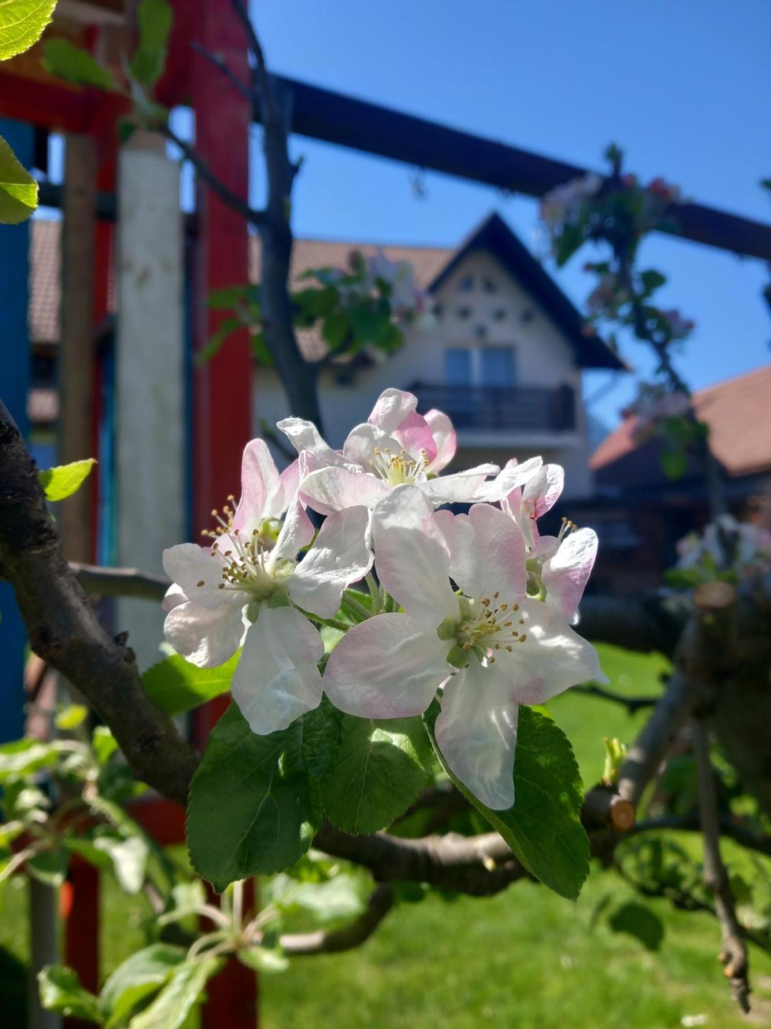 דירות Zărneşti Edelweiss Ilinca מראה חיצוני תמונה